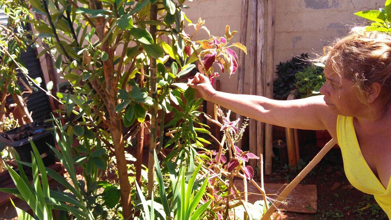 Dona Pita explana sobre propriedades medicinais das plantas que possui em casa