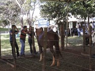 Agro Centro-Oeste Familiar 2019