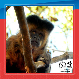 macaco_ufg