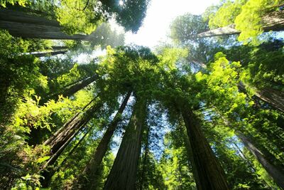 Floresta Pixabay Imagem de <a href="https://pixabay.com/pt/users/Kolibrik-168905/?utm_source=link-attribution&utm_medium=referral&utm_campaign=image&utm_content=274158">Simi Luft</a> por <a href="https://pixabay.com/pt/?utm_source=link-attribution&utm_medium=referral&utm_campaign=image&utm_content=274158">Pixabay</a>