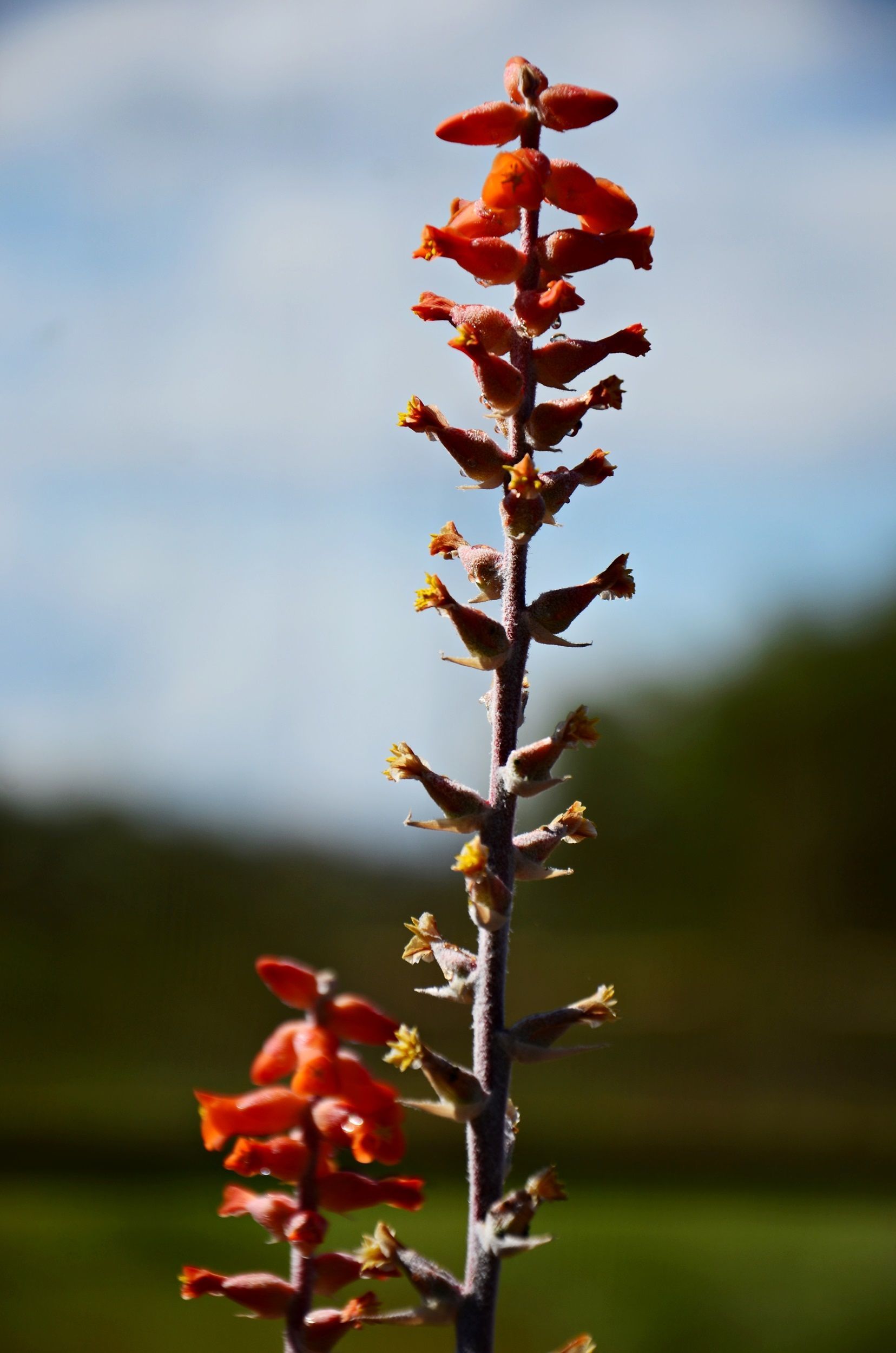 Plantas ornamentais do Cerrado