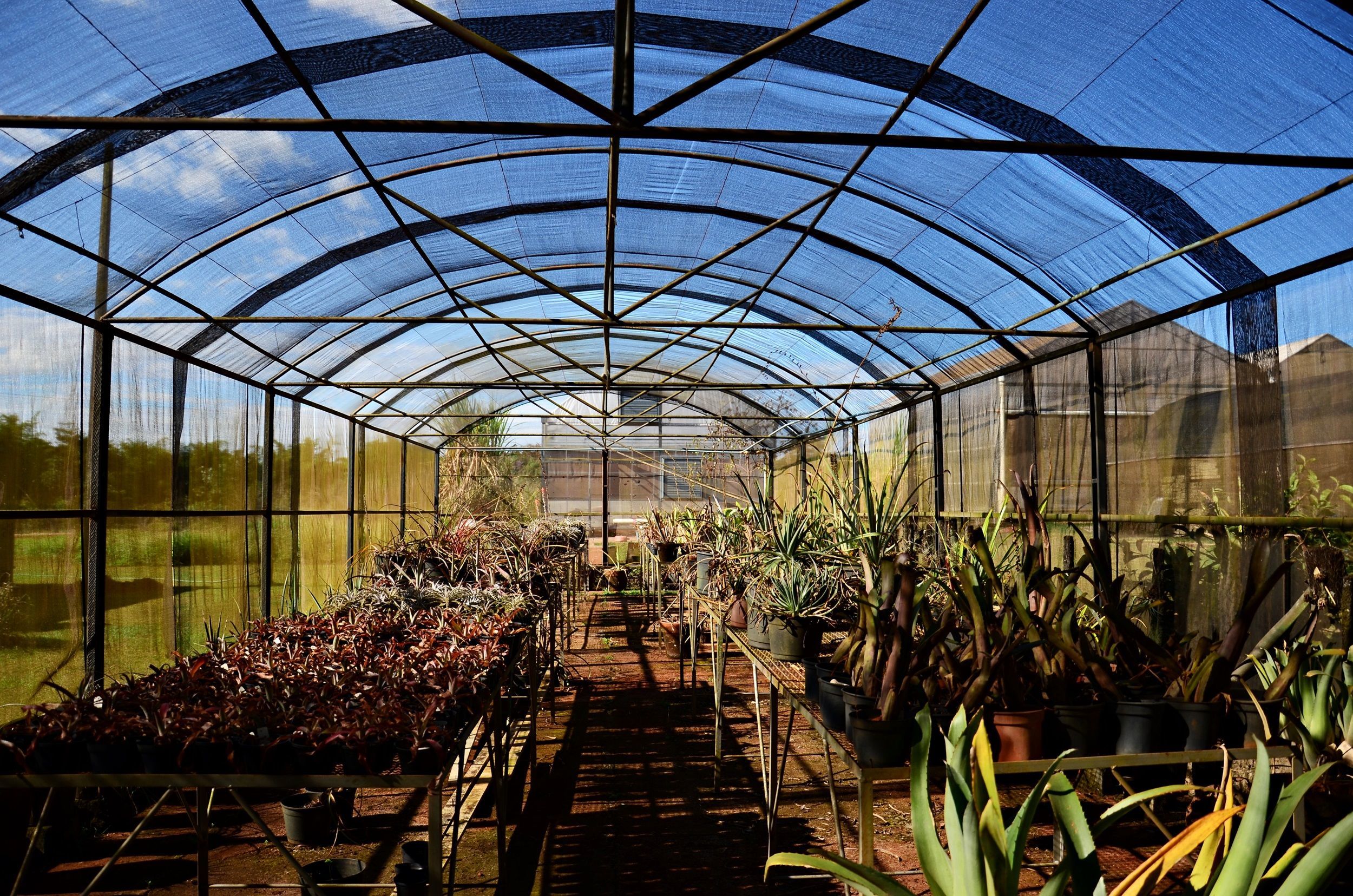 Plantas ornamentais do Cerrado