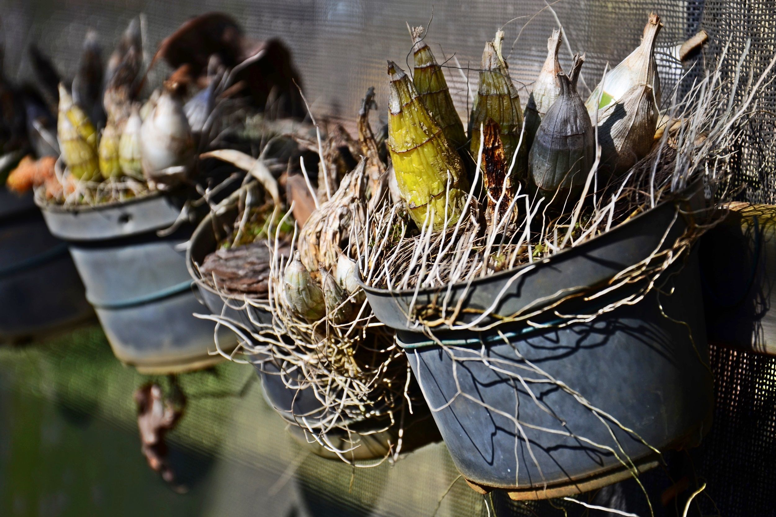 Plantas ornamentais do Cerrado