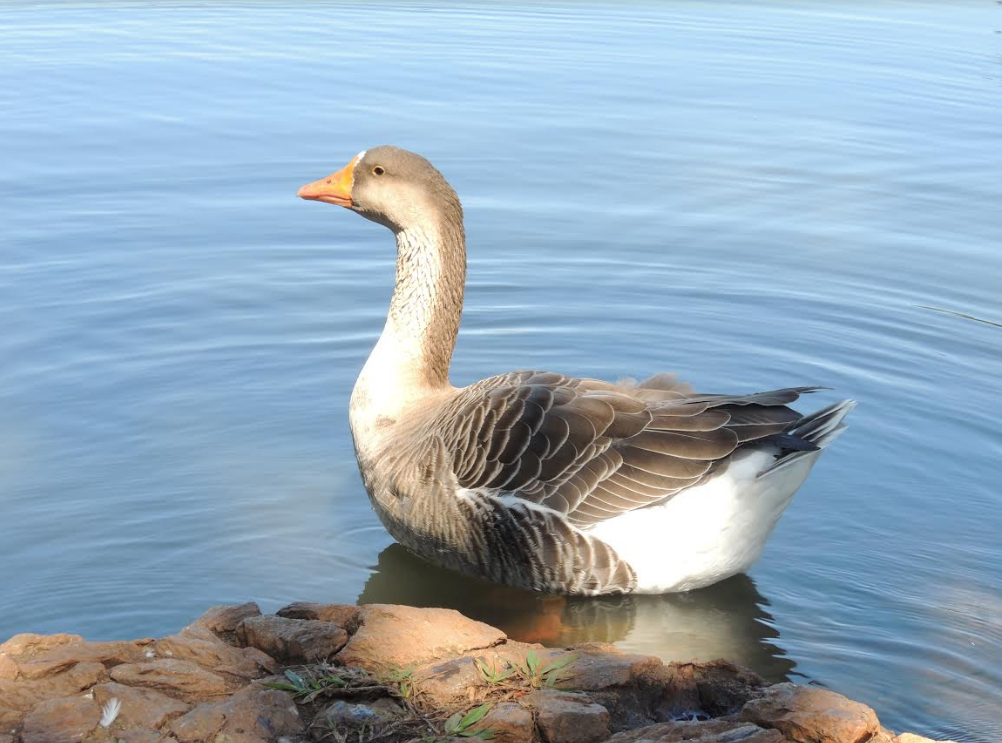 exposição agronomia_02.png
