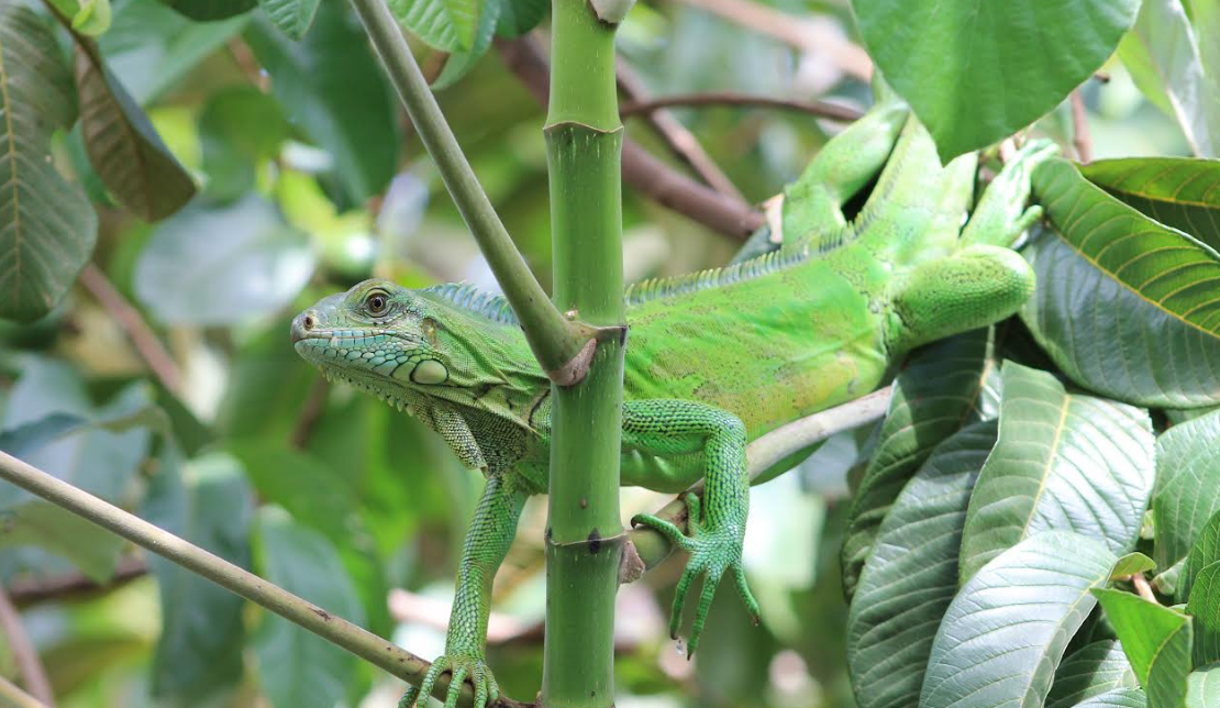 exposição agronomia_03.png