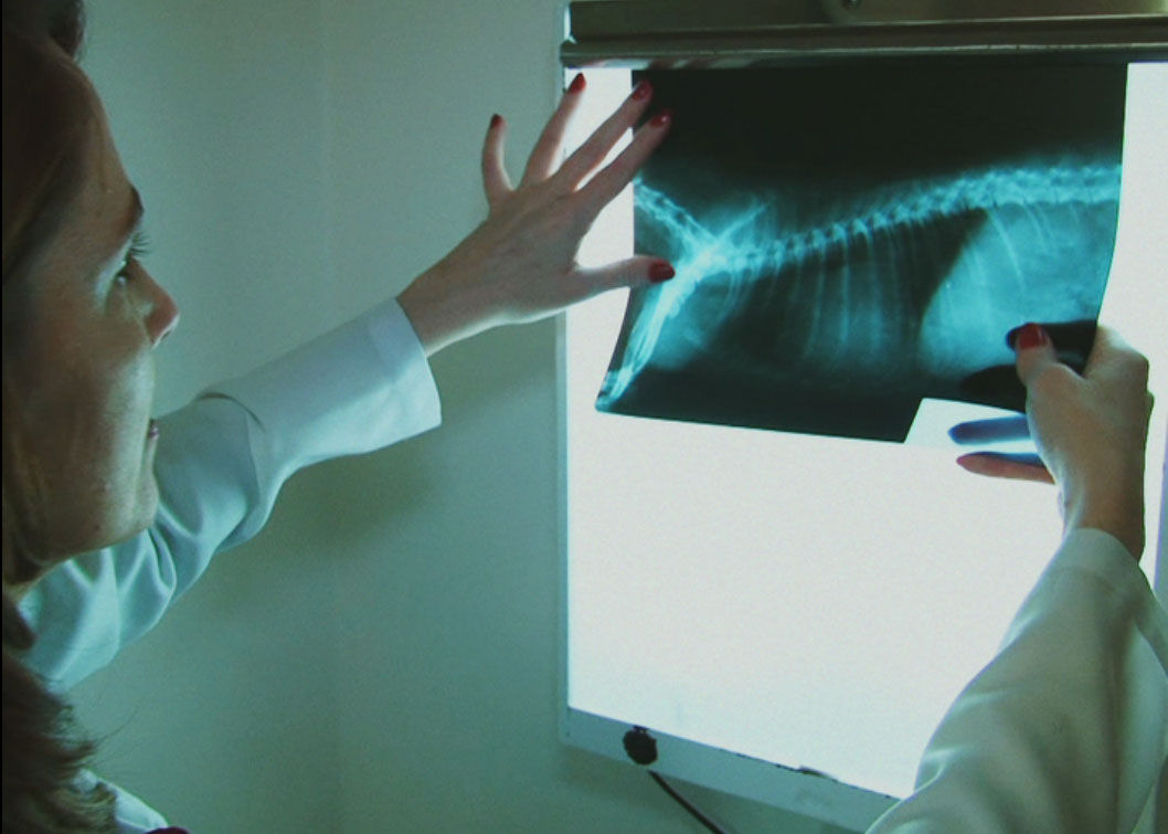 Faz  o quê? aborda os cursos de Medicina Veterinária e Zootecnia