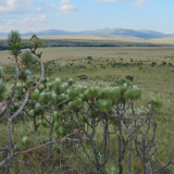 Chapada_dos_Veadeiros_Mauricio_Mercadante_Flickr_CC0_02