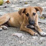 puppy-dog-canine-mammal-hound-sad-1230900-pxhere (CC0)