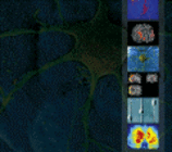 Neuroscience Letters