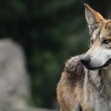 lobo lobo