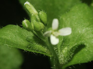 Arabidopsis
