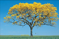 ipê amarelo
