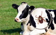 vaca