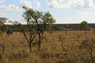 cerrado