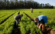 agroecologia