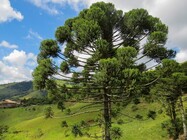 araucária