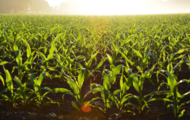 agricultura