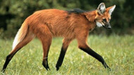 lobo guará