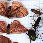 pragas insetos