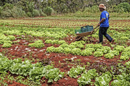 Agricultura_familiar_(16075907888)_Wikimedia_Commons.