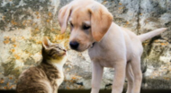 medicamento-PETS