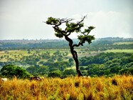 cerrado-site
