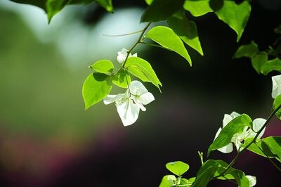 Gestão e Qualidade Ambiental
