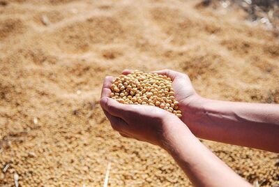 Produção de Sementes Agrícolas
