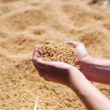 Produção de Sementes Agrícolas
