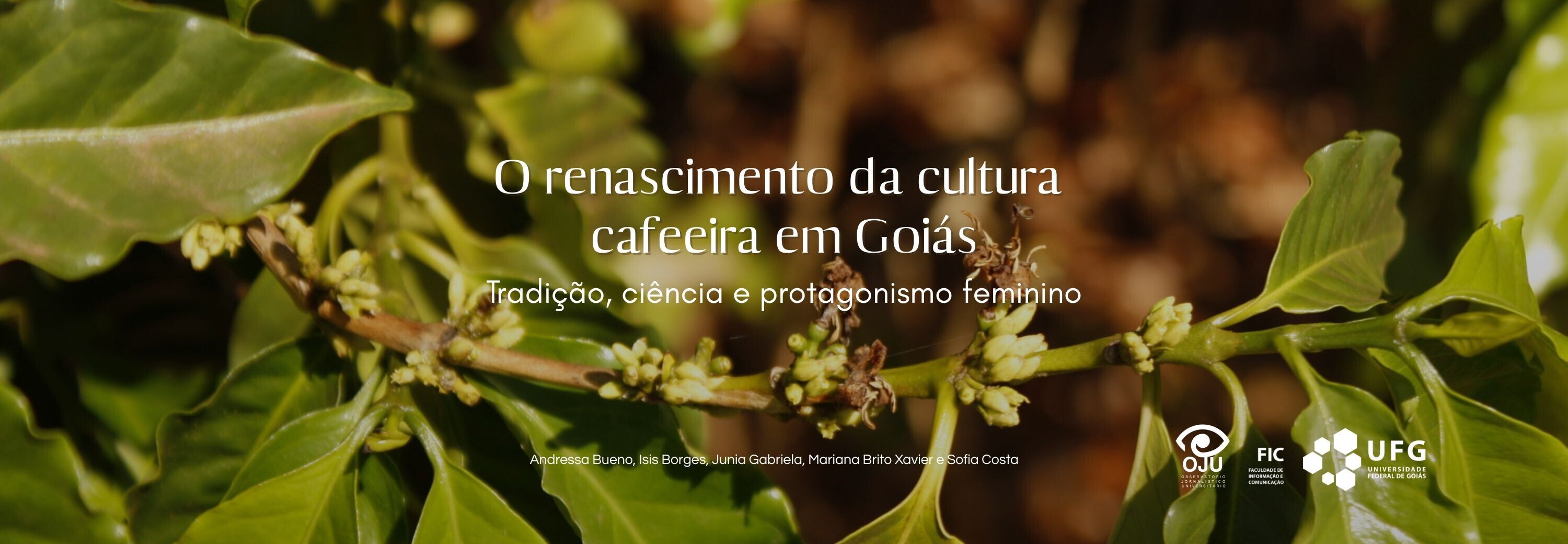 O renascimento da cultura cafeeira em Goiás