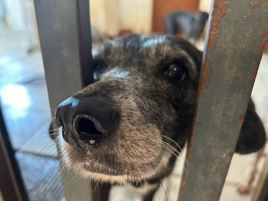 Fotografia de um cachorro no abrigo