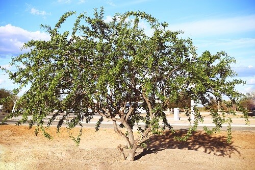 Planta faveleira. Uma planta baixa, com galhos retorcidos e folhas verdes em um fundo amarelado