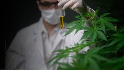 Anvisa aprova novas regras para a produção e o uso medicinal da cannabis no Brasil.
