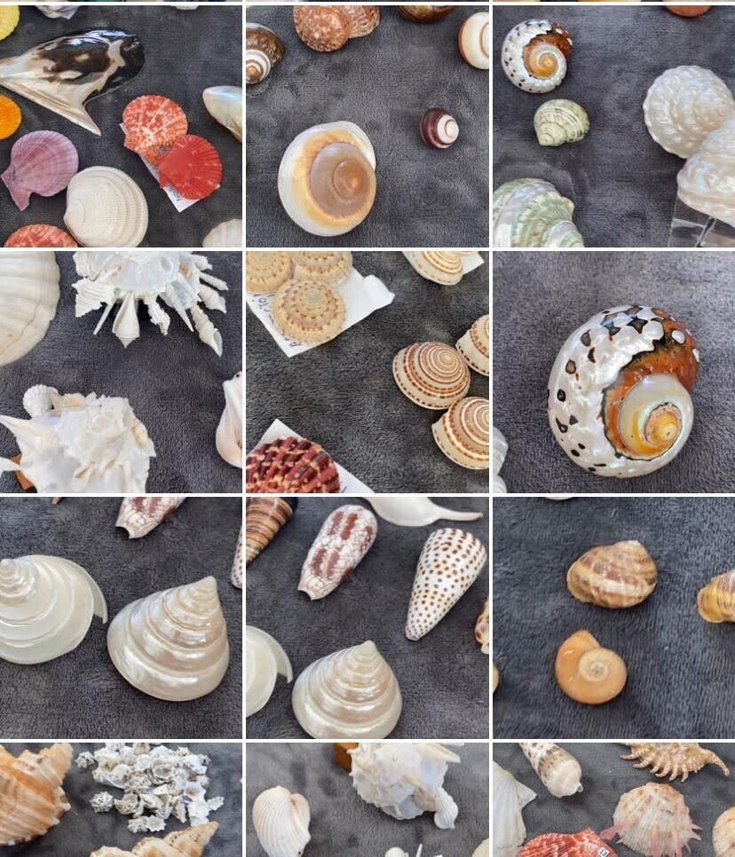 ARCHI: PROJETO DIDÁTICO-PEDAGÓGICO DE CONCHAS E SUAS GEOMETRIAS