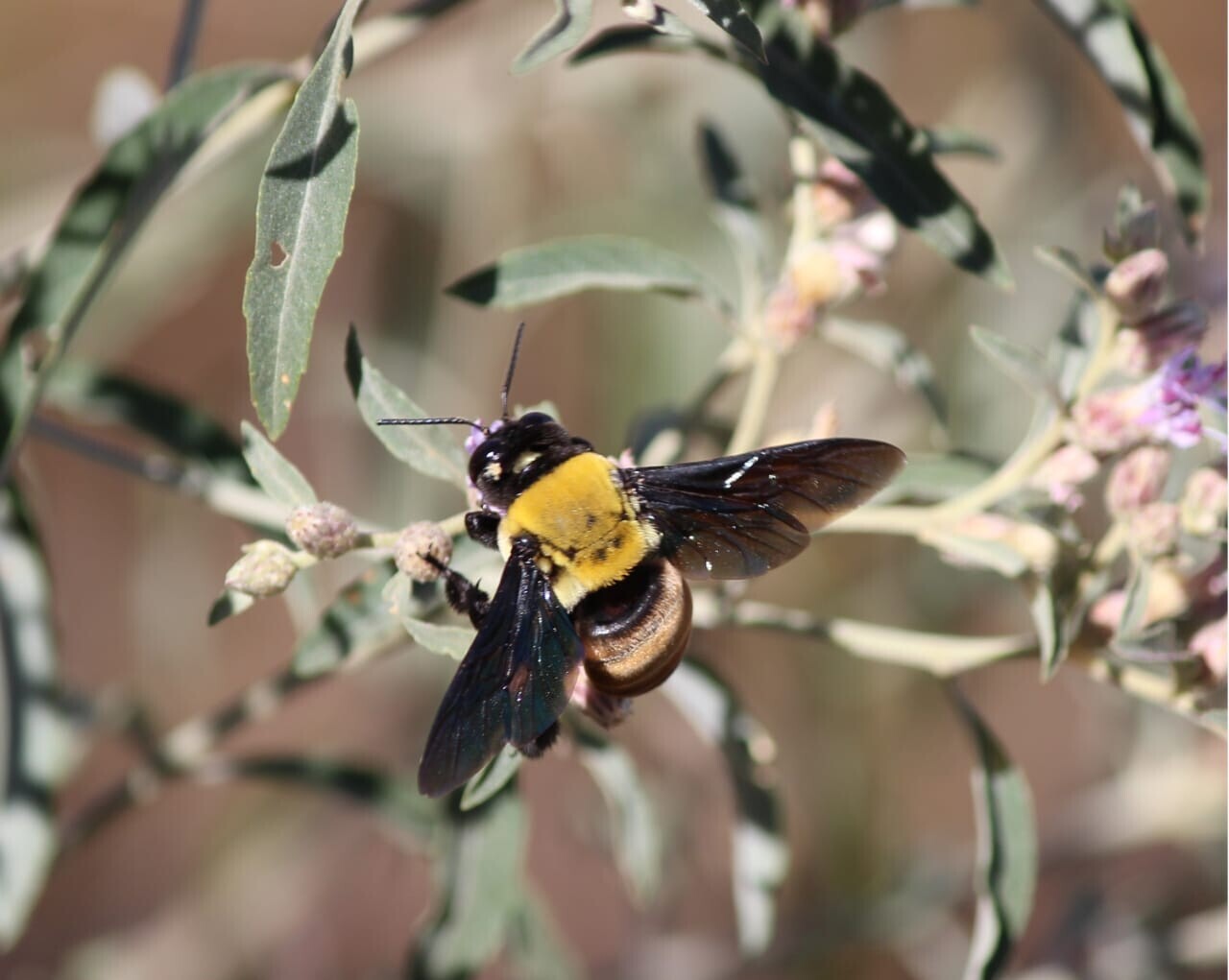 SOB O CÉU: ASAS, FLORES E FORMAS