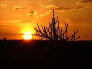 paisagem sertão cactus sol