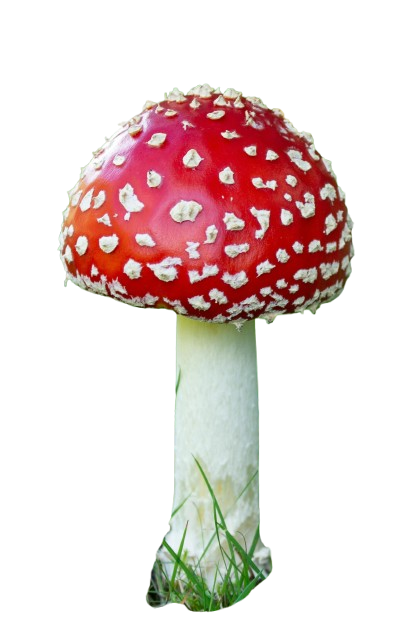 Cogumelo vermelho
