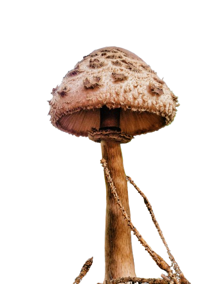 Cogumelo marrom 