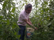 agricultura