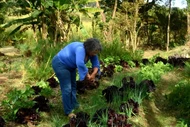 agricultura familiar