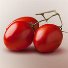 10º CBTI – Congresso Brasileiro de Tomate Industrial                 