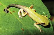 Anfibio