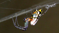 Aranhas