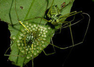 Aranha
