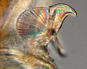 Briozoarios