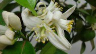 Flor de citros