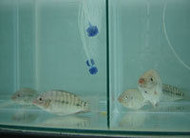 Peixes