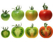 Tomate
