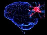 brain