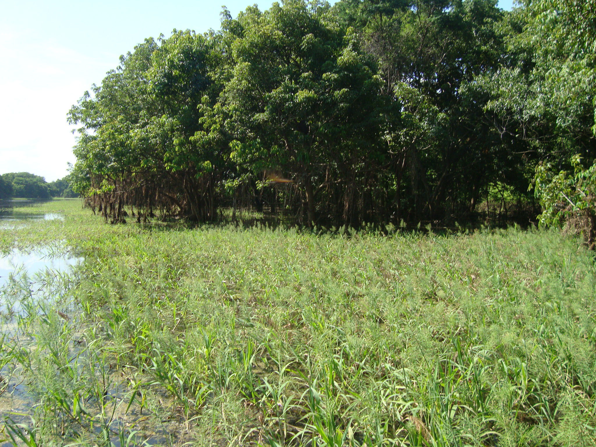 Corpo d'agua_amazonia